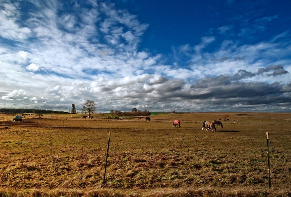 Pferdekoppel im Herbst