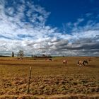 Pferdekoppel im Herbst