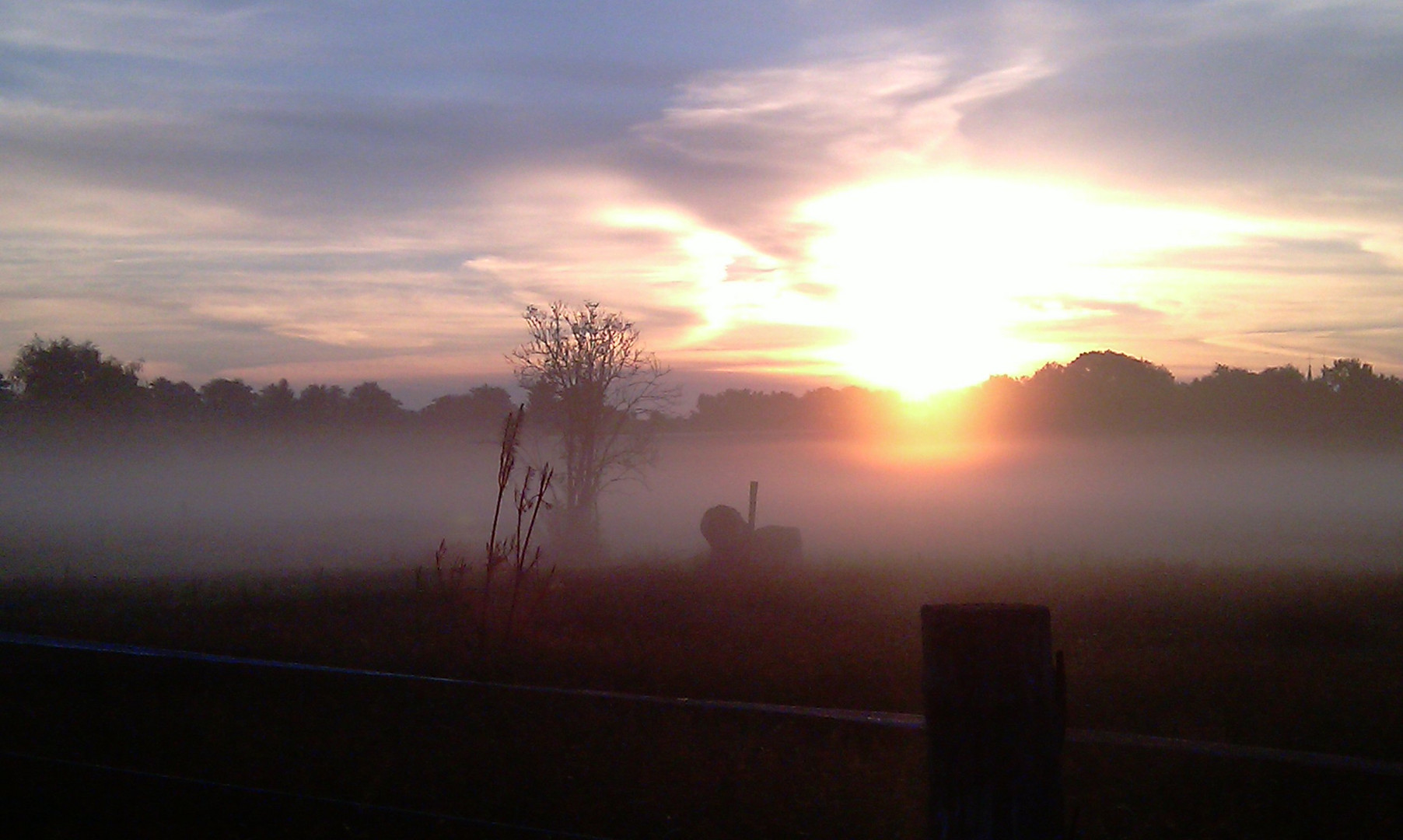 Pferdekoppel im Morgengrauen