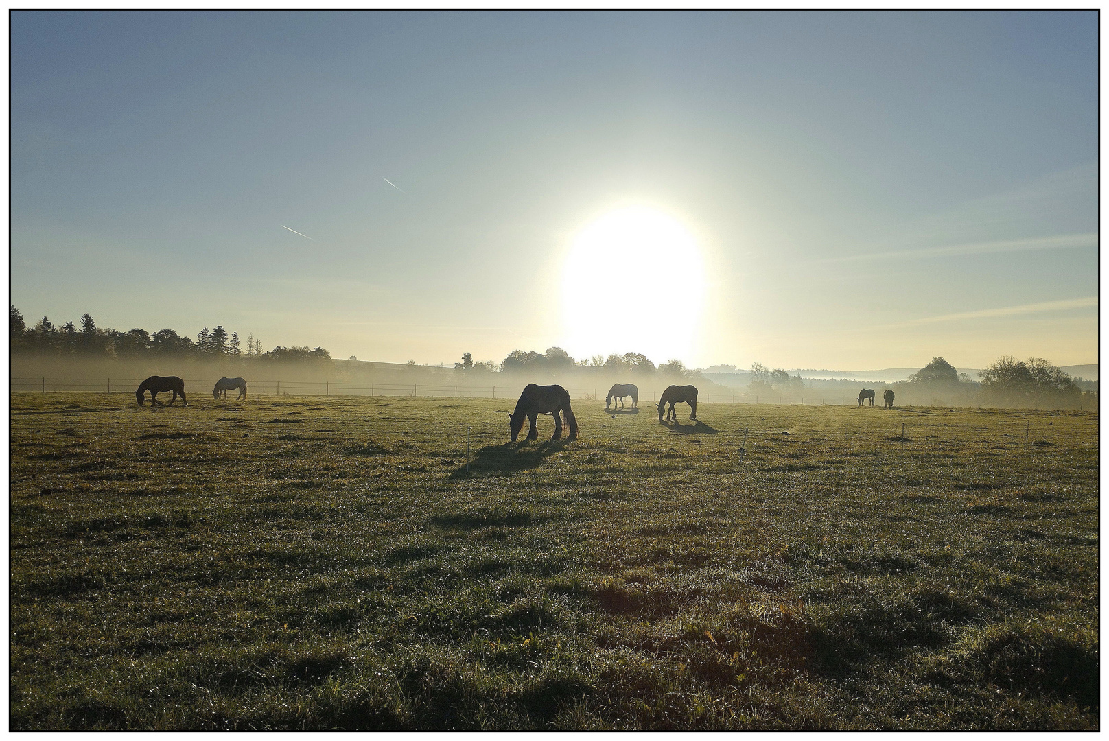 Pferdekoppel im Morgenlicht