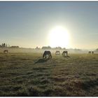 Pferdekoppel im Morgenlicht