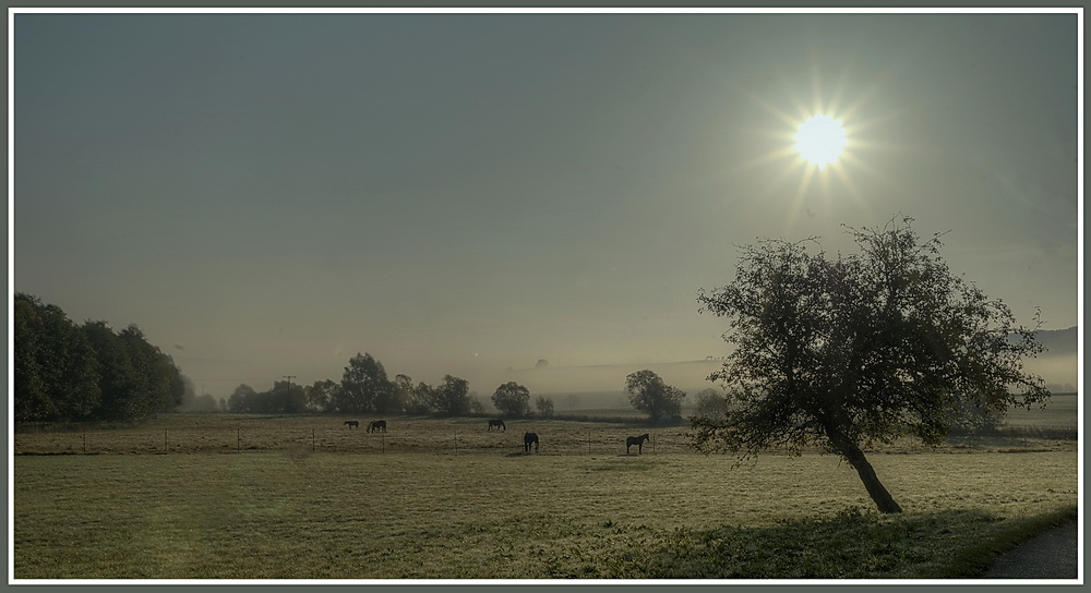 Pferdekoppel im Nebel