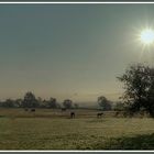 Pferdekoppel im Nebel