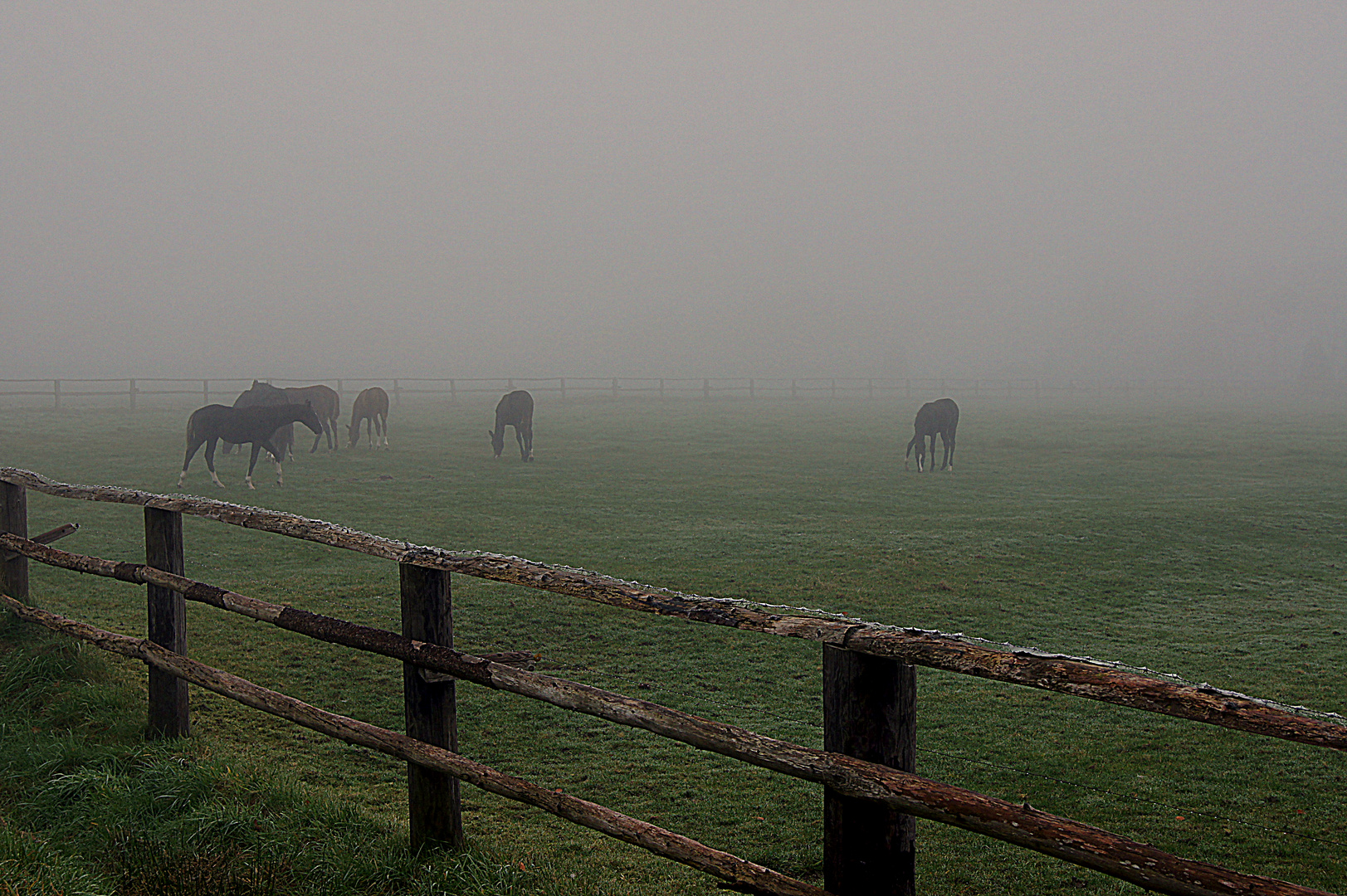 Pferdekoppel im Nebel