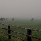 Pferdekoppel im Nebel