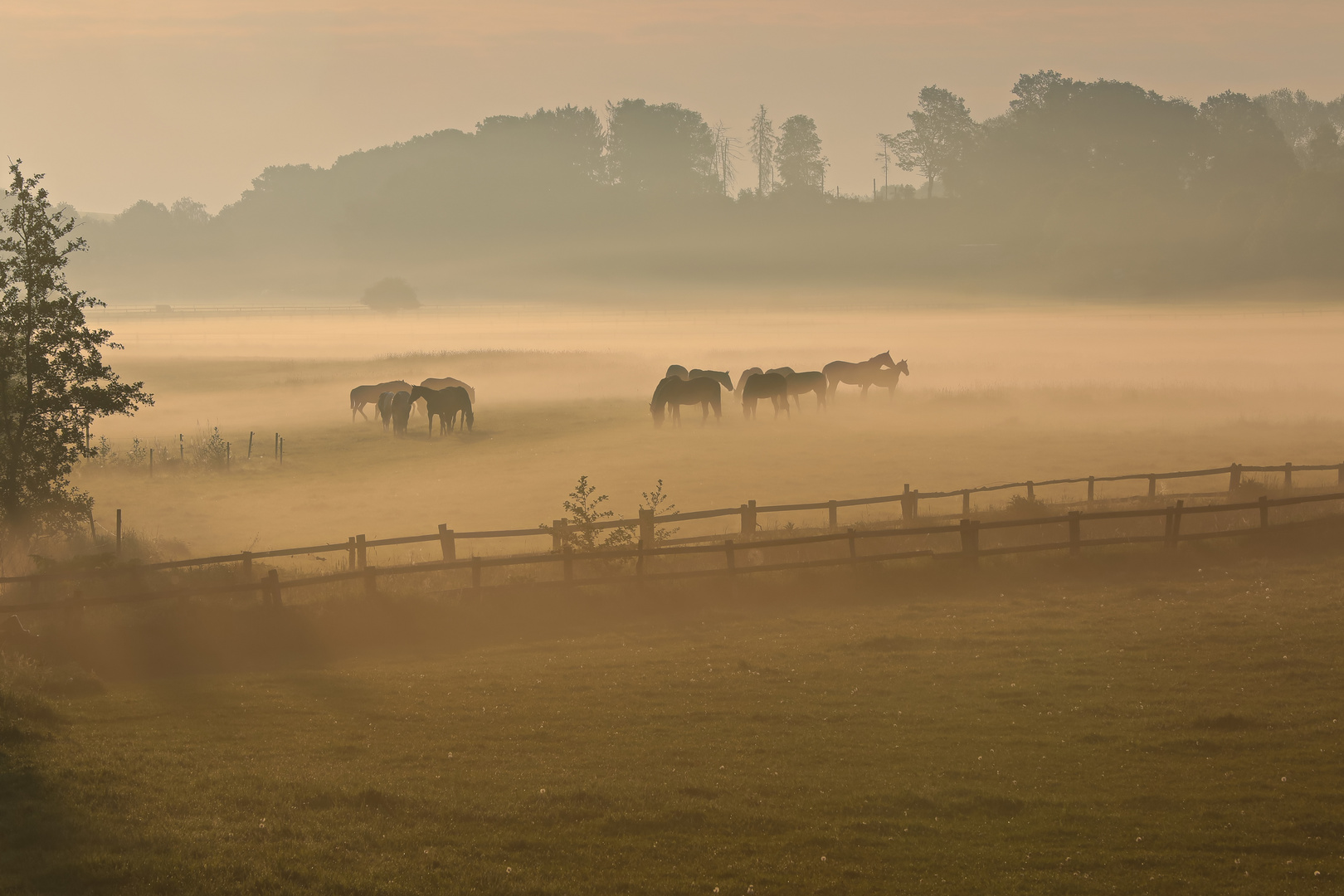 Pferdekoppel im Nebel