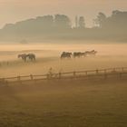 Pferdekoppel im Nebel