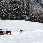 Pferdekoppel im Winter