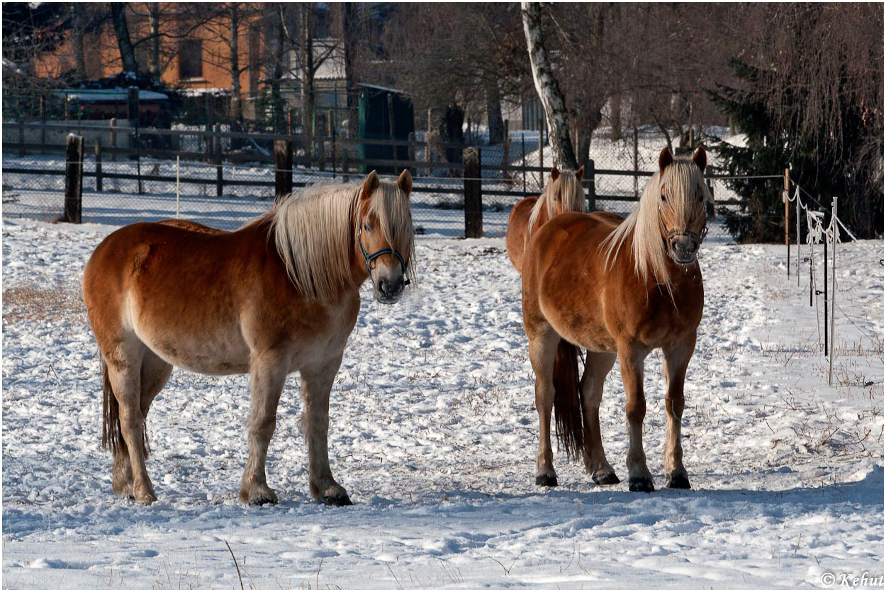 Pferdekoppel im Winter