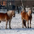 Pferdekoppel im Winter