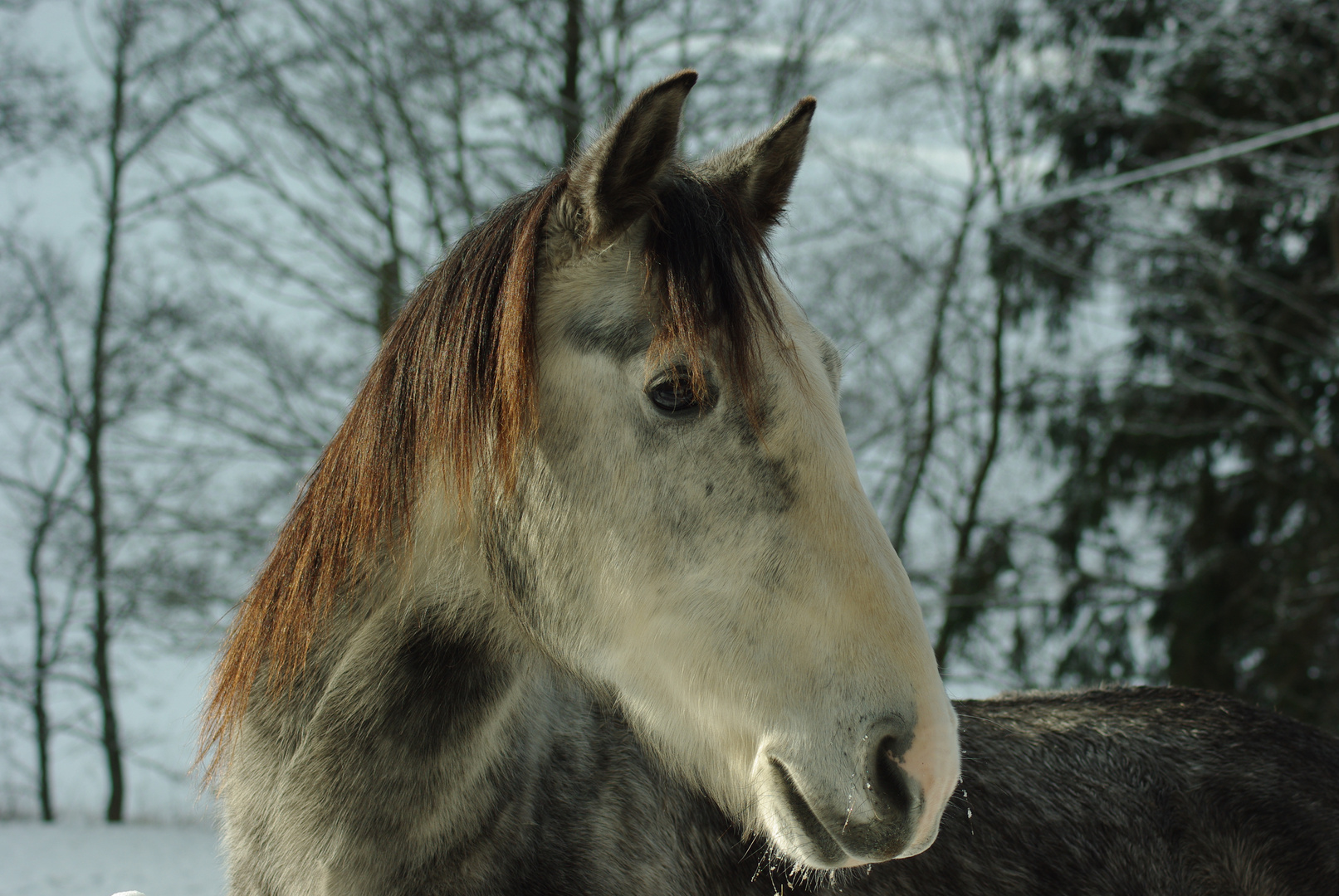 Pferdekoppel in Bonndorf / Südschwarzwald