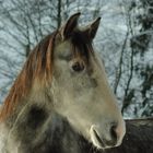 Pferdekoppel in Bonndorf / Südschwarzwald