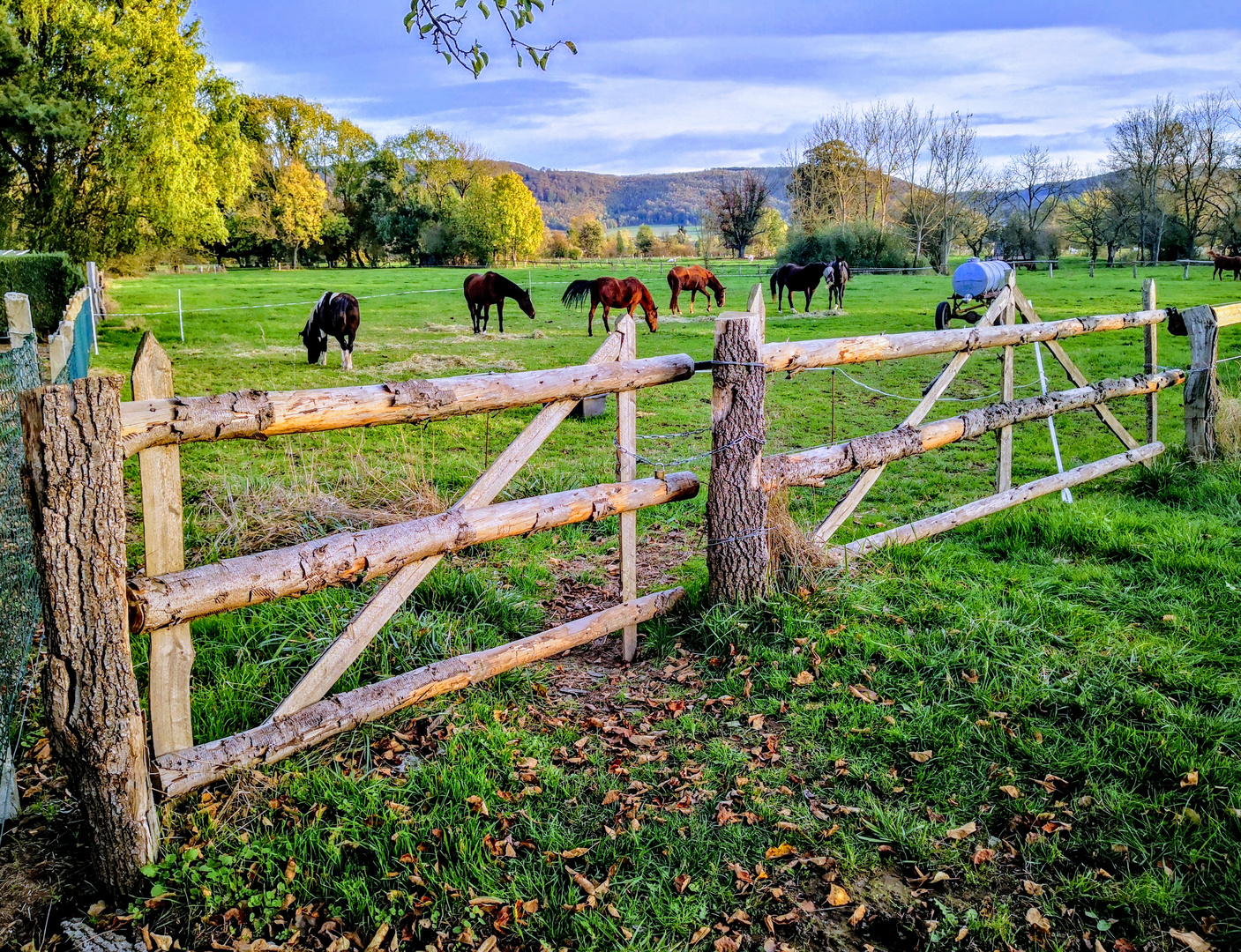 Pferdekoppel in den Emmerwiesen bei Bad Pyrmont im Weserbergland