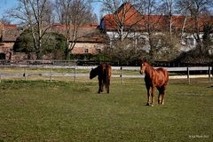 Pferdekoppel und Nonnenhof