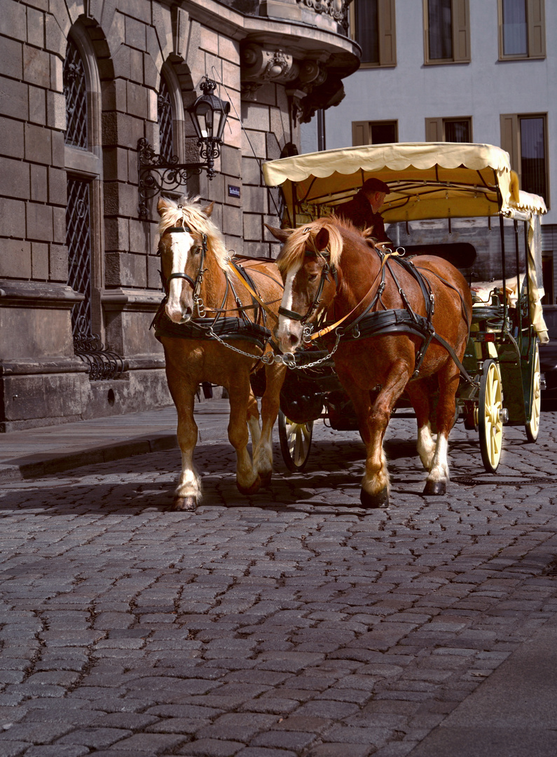 Pferdekutsche in Dresden.