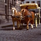 Pferdekutsche in Dresden.