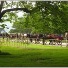 Pferdekutschen am Muckross House