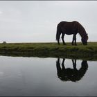 Pferdeland Island