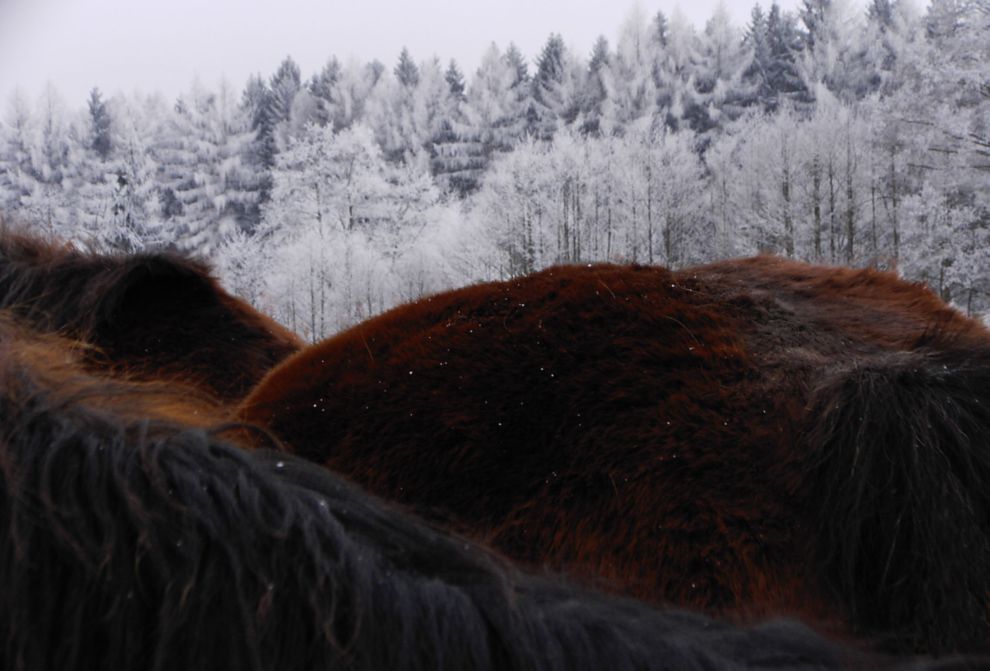 Pferdelandschaft