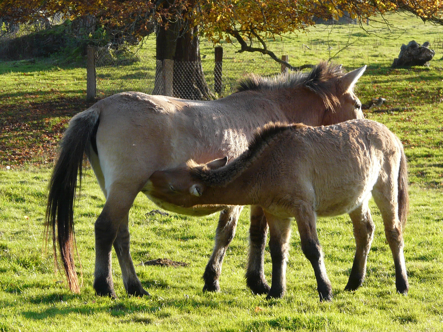 Pferdemama mit durstigem Fohlen