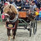 Pferdemarkt 2016 Leonberg 2