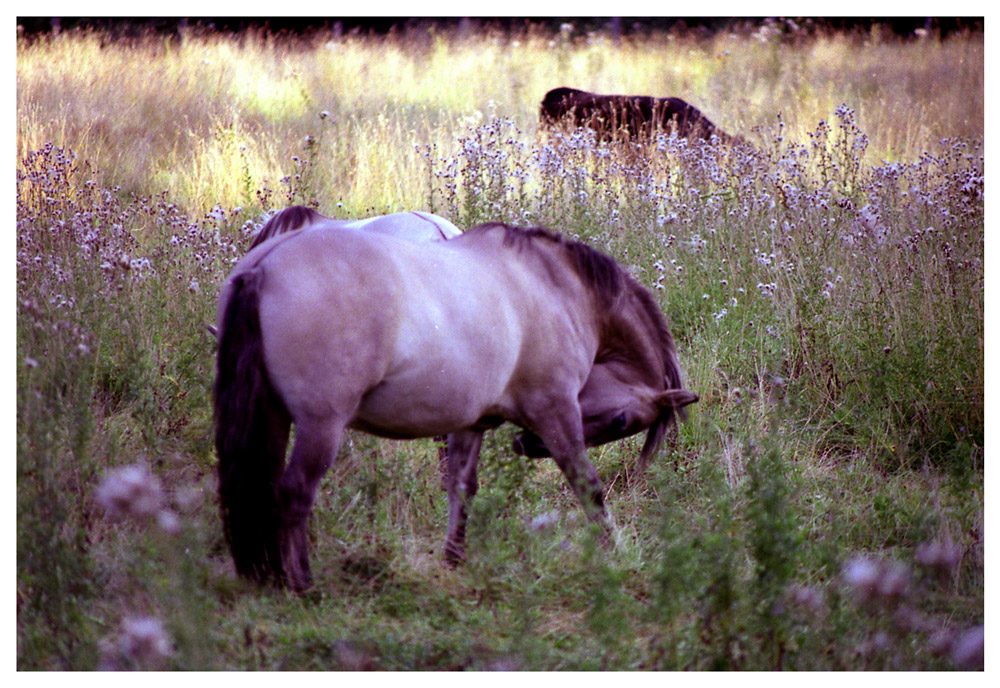 Pferdeparadies Niederrhein