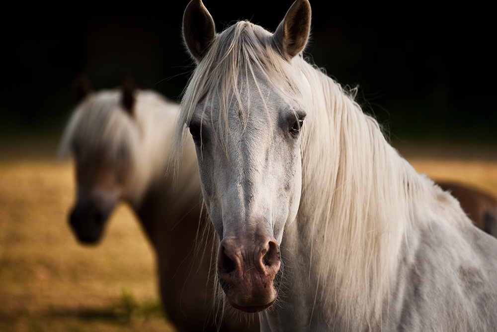 Pferdeportrait