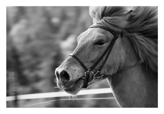 Pferdeportrait