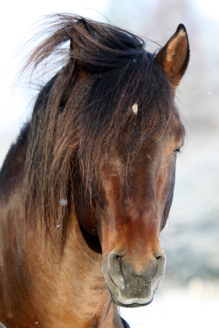 Pferdeportrait