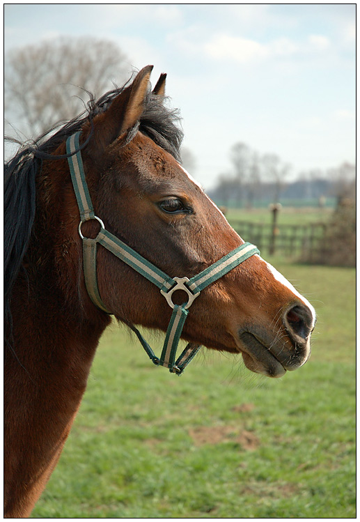 Pferdeportrait (D70 + DRI + Anleitung zum Selbermachen)