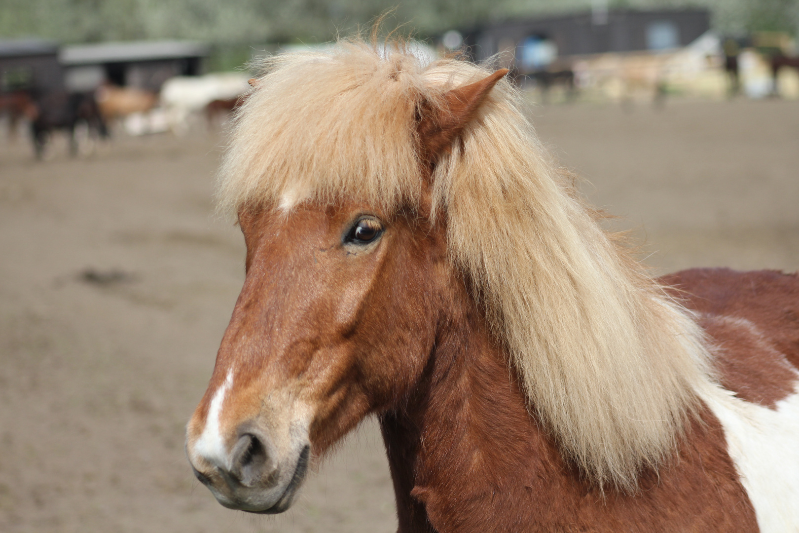 Pferdeportrait Mähne weiß