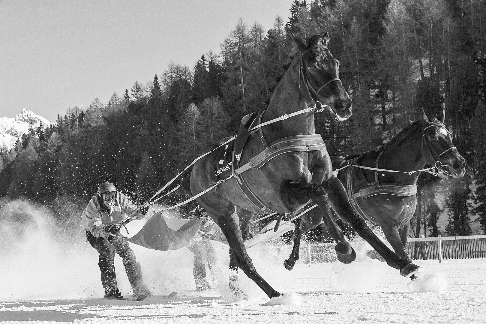 Pferderennen im Schnee St. Moritz