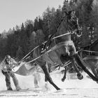 Pferderennen im Schnee St. Moritz