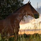 Pferderentner im Sonnenuntergang