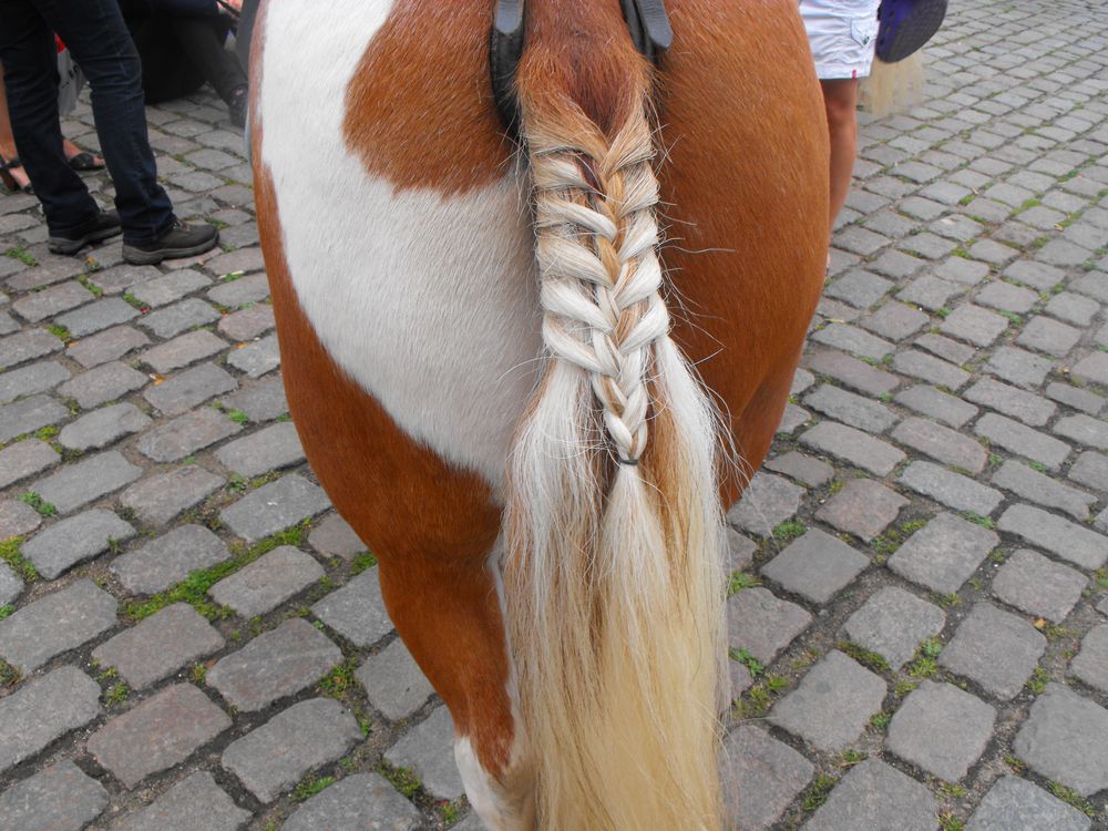 Pferdeschwanz Foto & Bild | tiere, pferd zopf geflochten, natur Bilder