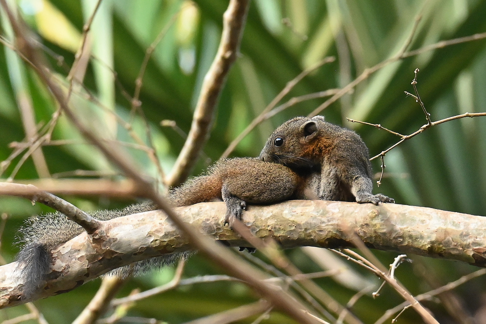 Pferdeschwanzhörnchen