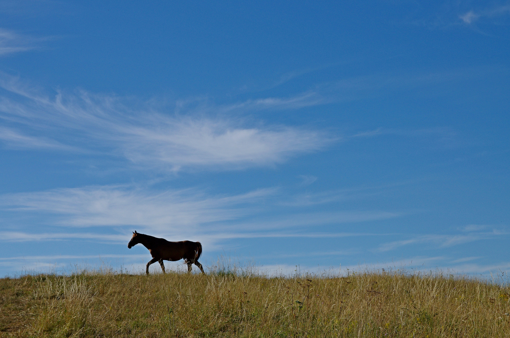 Pferdesommer