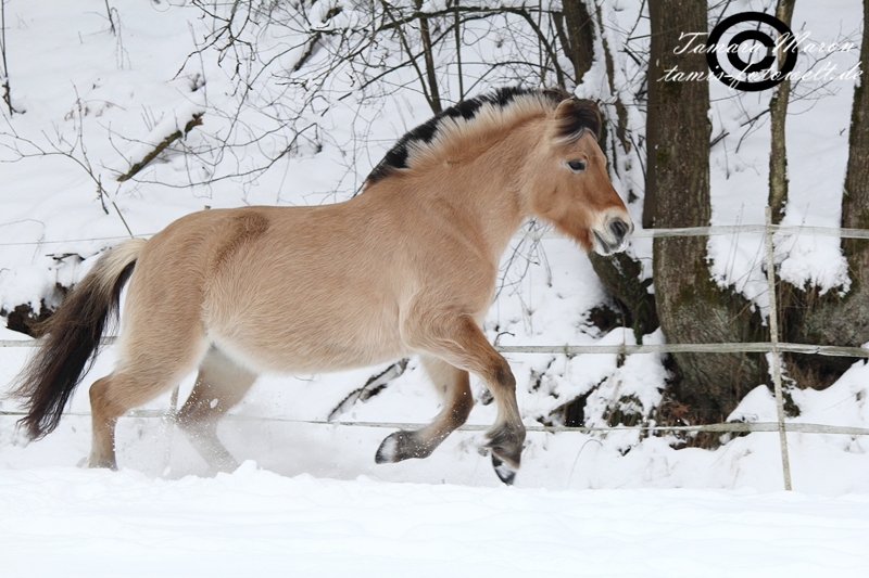 Pferdespaß im Winter