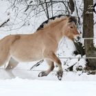 Pferdespaß im Winter