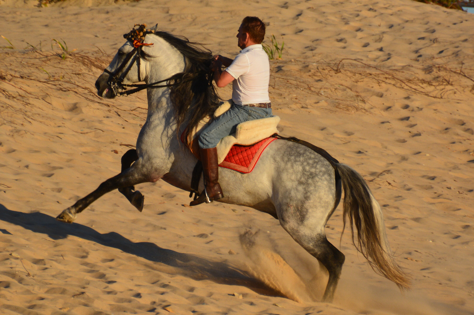 Pferdestärken am Strand