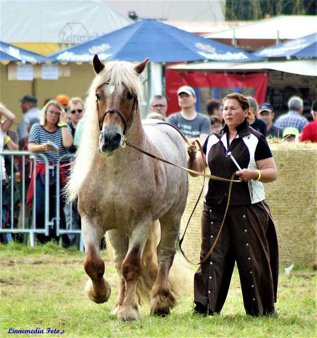 Pferdestark  17  Foto