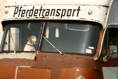 Pferdetransport