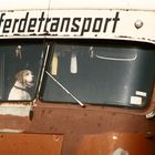 Pferdetransport