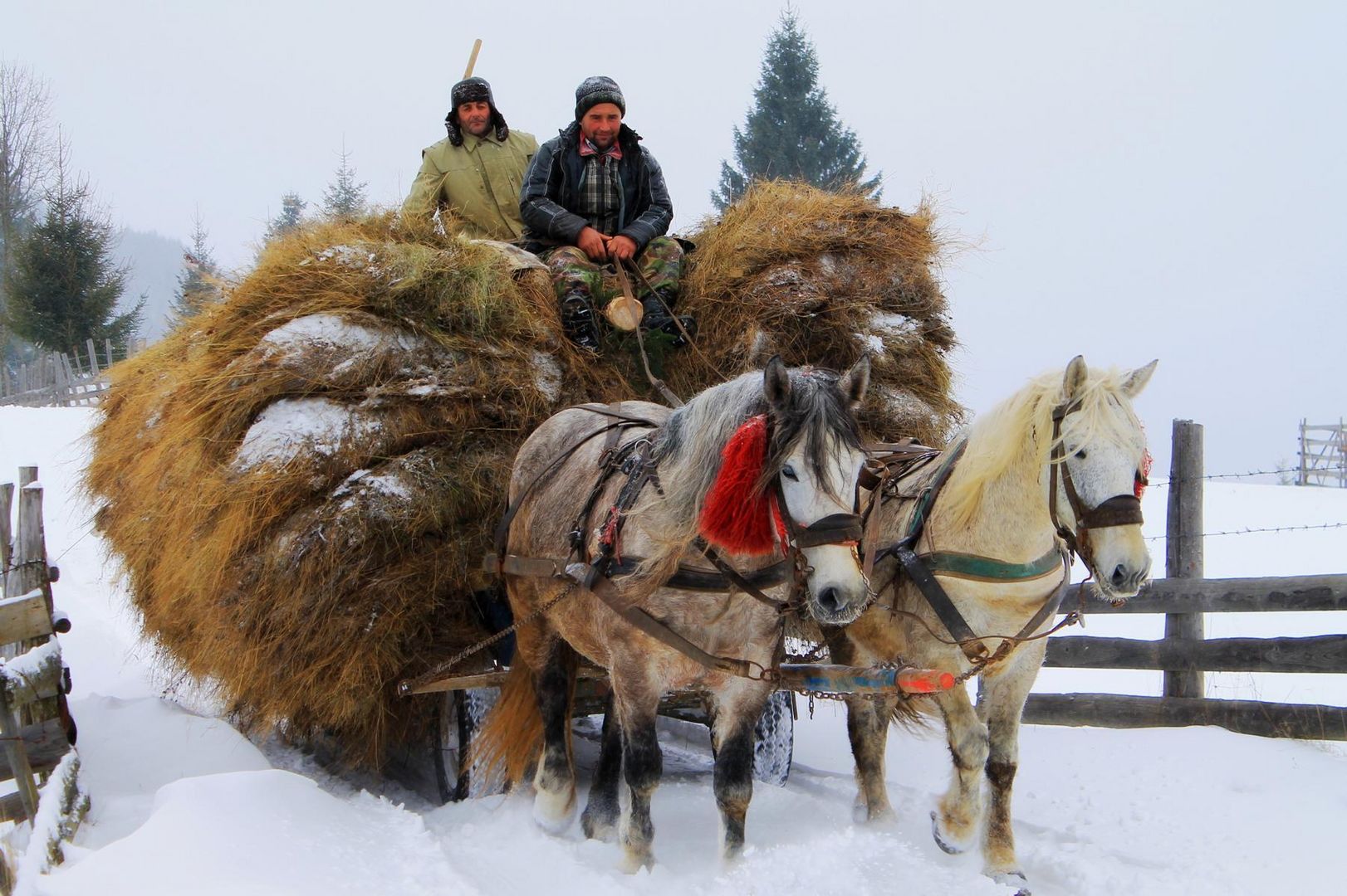 Pferdewagen in den Karpaten