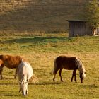 Pferdeweide bei Sonnenaufgang