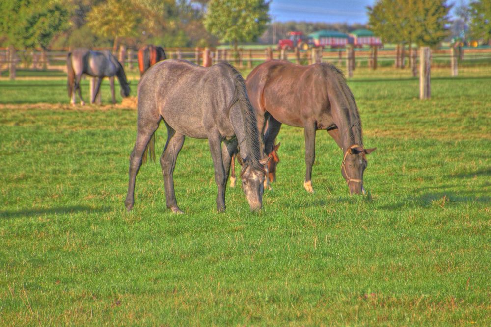 Pferdeweide HDR Versuch