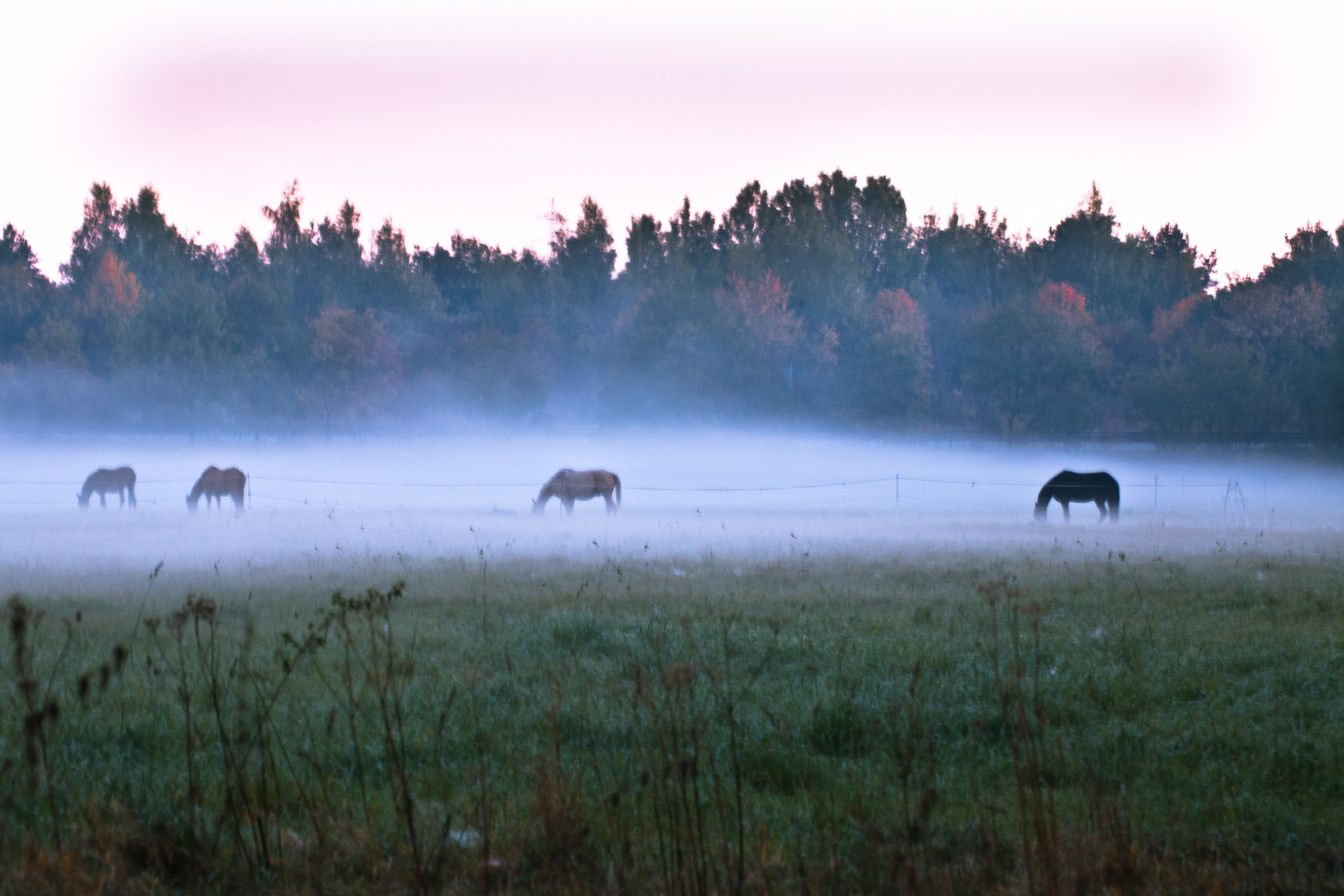 Pferdeweide im Herbstnebel