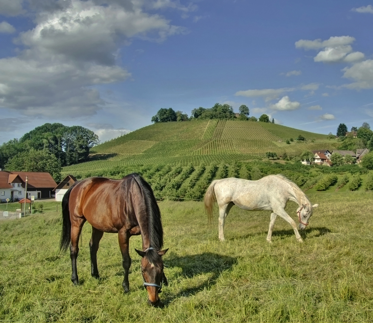 Pferdeweide im Renchtal