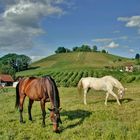 Pferdeweide im Renchtal