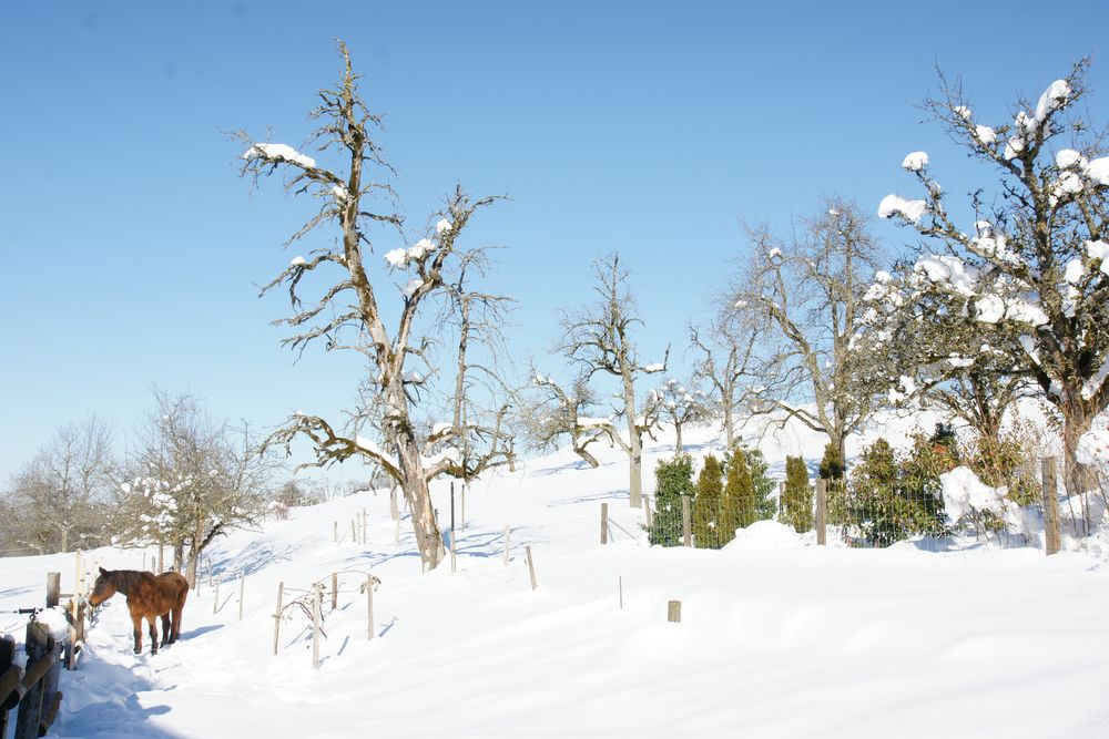 Pferdeweide im Schnee